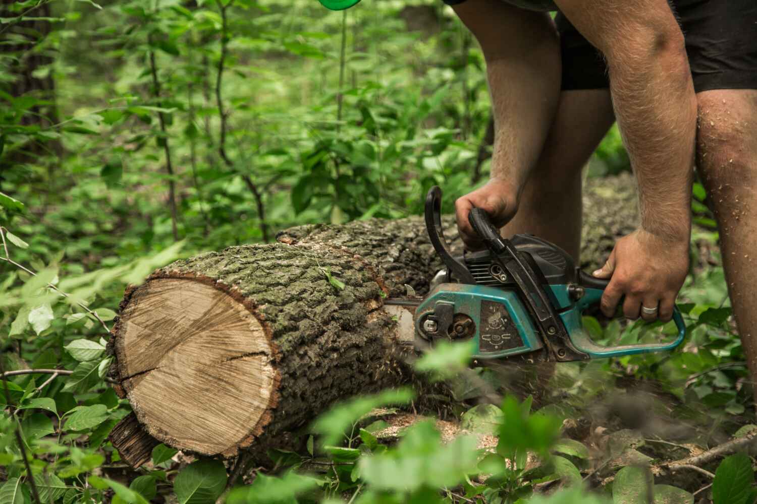 The Steps Involved in Our Tree Care Process in Rincon, GA